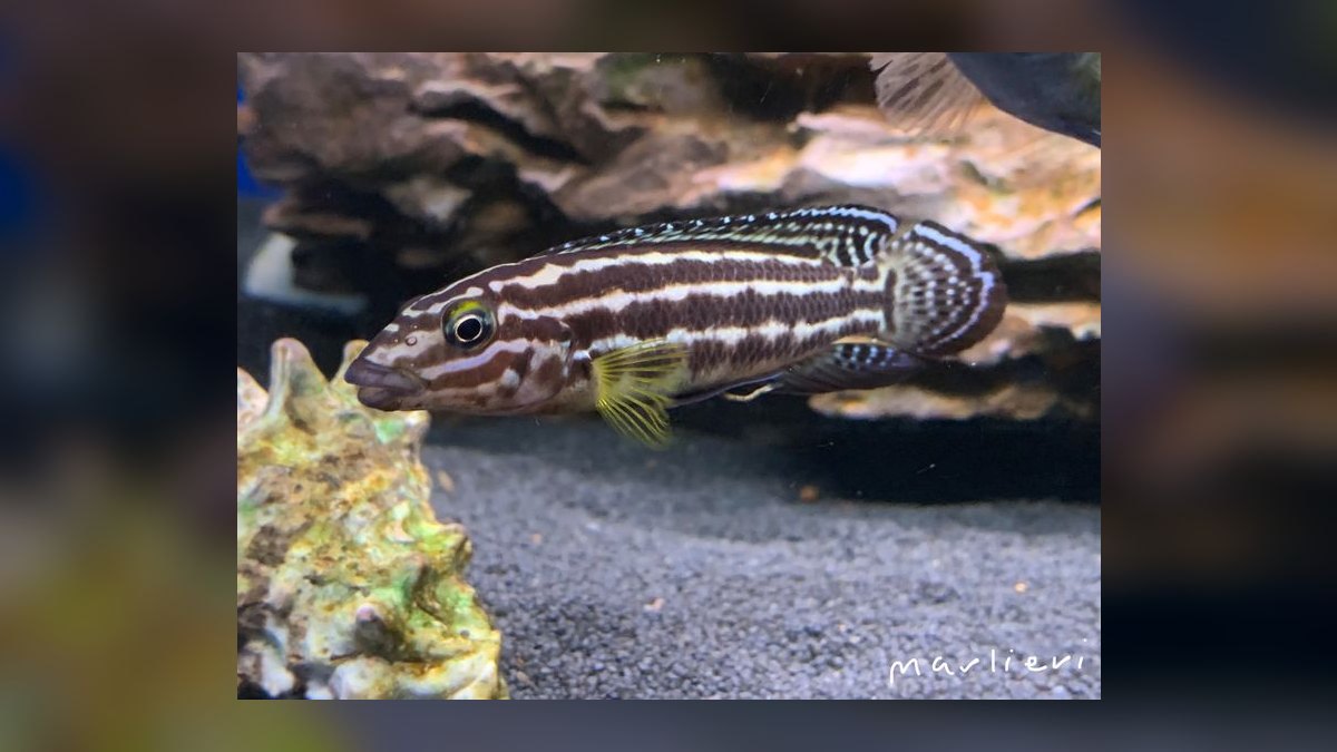 Top 10 Julidochromis Tanganyika Cichlids 2027 — figure 4