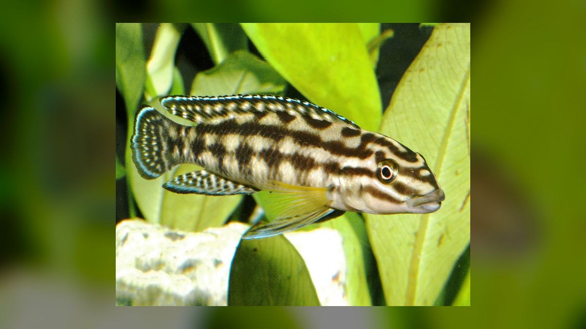 Top 10 Julidochromis Tanganyika Cichlids 2027 — figure 5