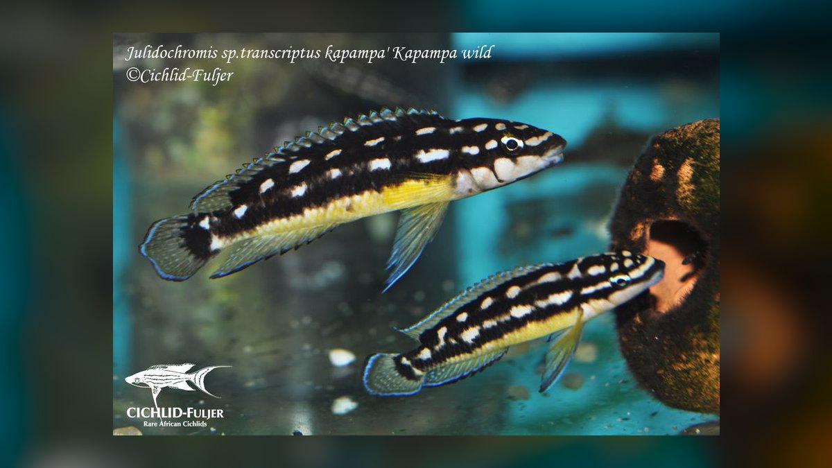 Top 10 Julidochromis Tanganyika Cichlids 2027 — figure 6