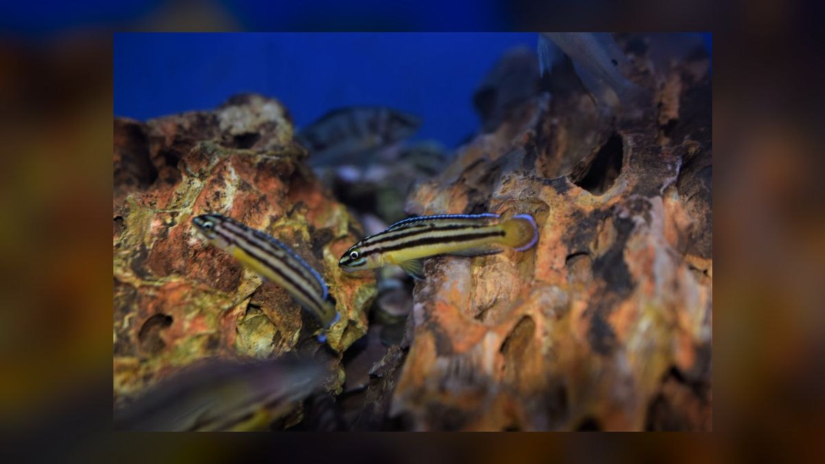 Top 10 Julidochromis Tanganyika Cichlids 2027 — figure 7