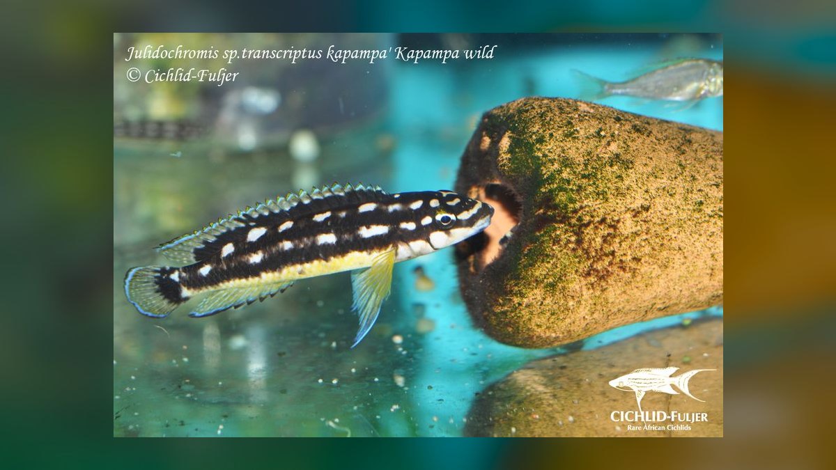 Top 10 Julidochromis Tanganyika Cichlids 2027 — figure 8