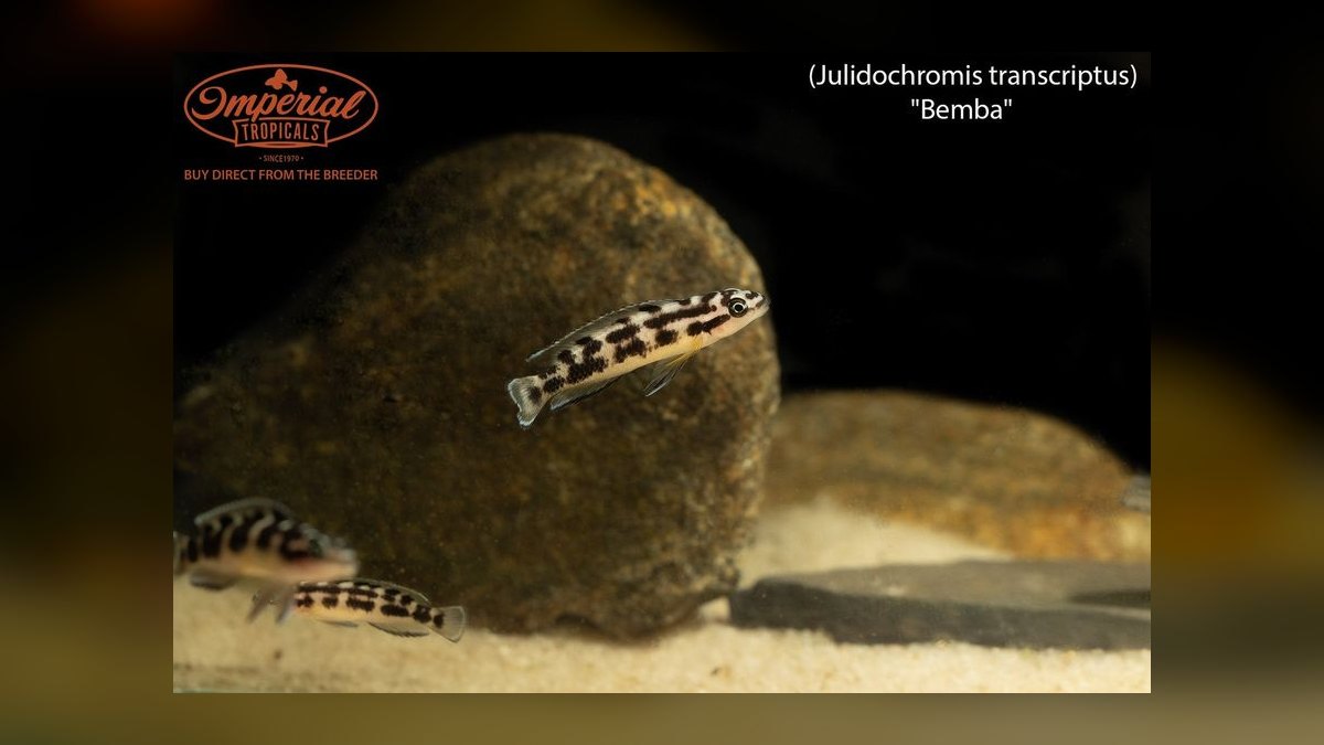 Top 10 Julidochromis Tanganyika Cichlids 2027 — figure 9