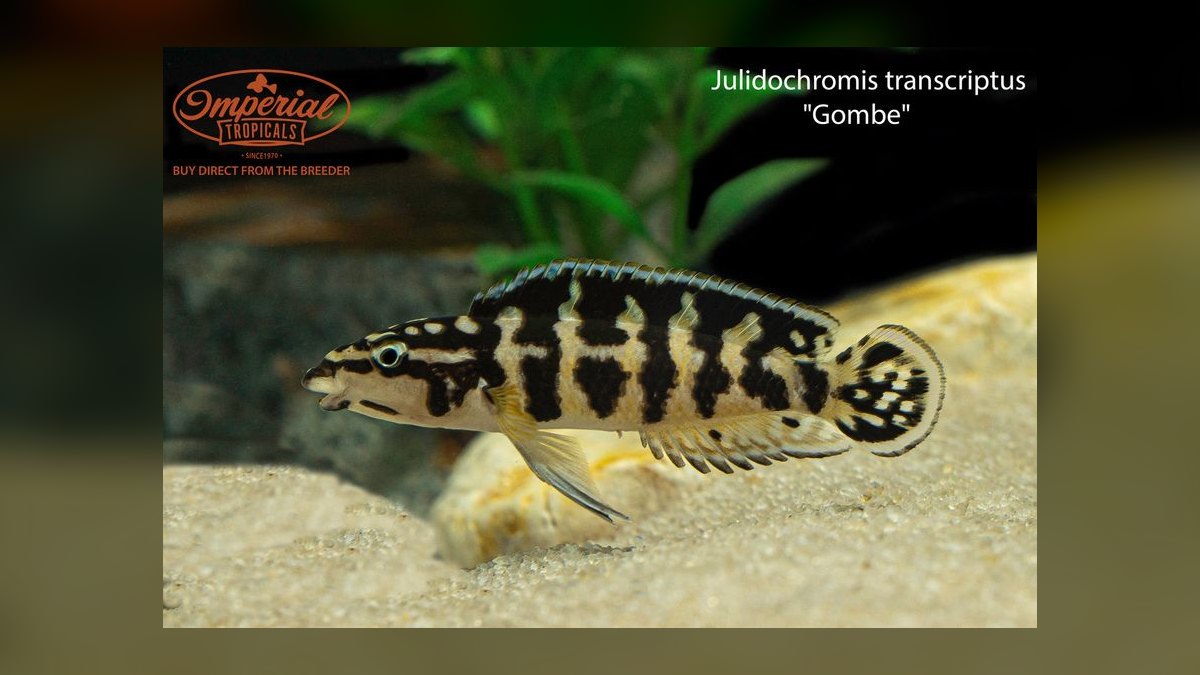 Top 10 Julidochromis Tanganyika Cichlids 2027