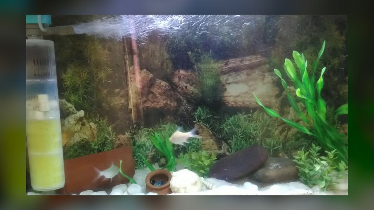 Top 10 Oscar Cichlid Tank Mates 2027 — figure 7