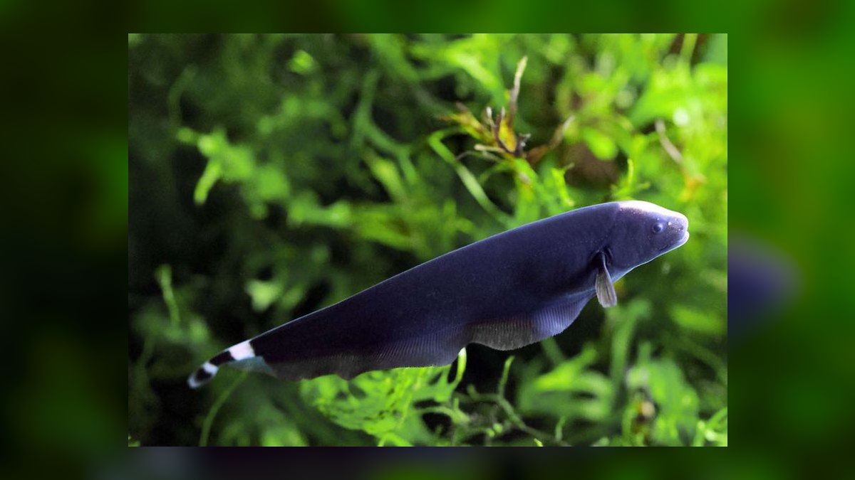 Top 10 Oscar Cichlid Tank Mates 2027 — figure 8