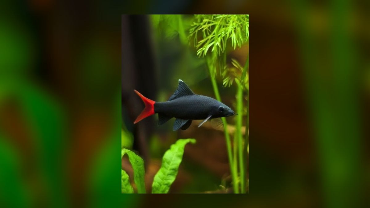 Top 10 Oscar Cichlid Tank Mates 2027
