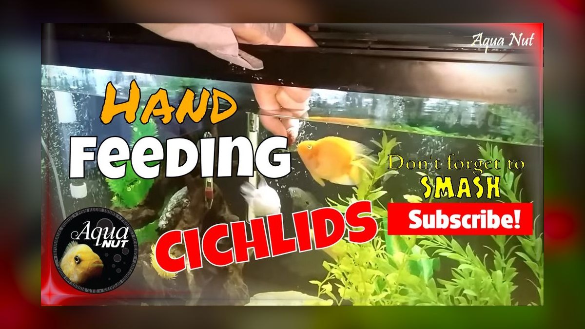 Top 10 Red Devil Cichlid Aggressive Fish 2027 — figure 10