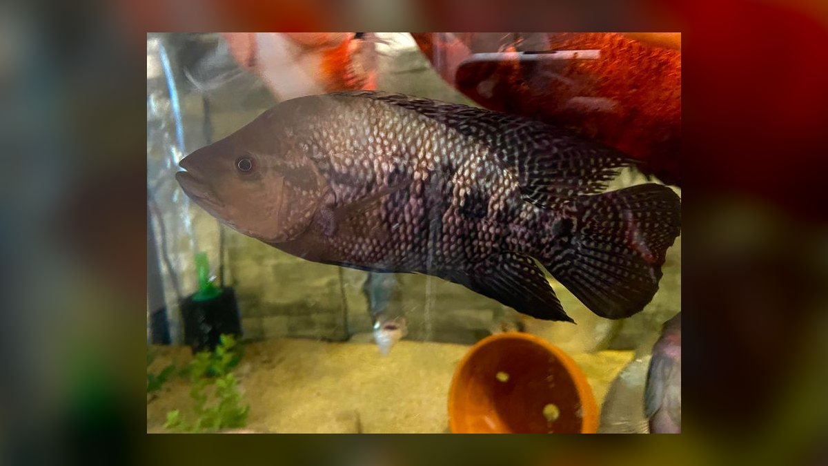 Top 10 Red Devil Cichlid Aggressive Fish 2027 — figure 3