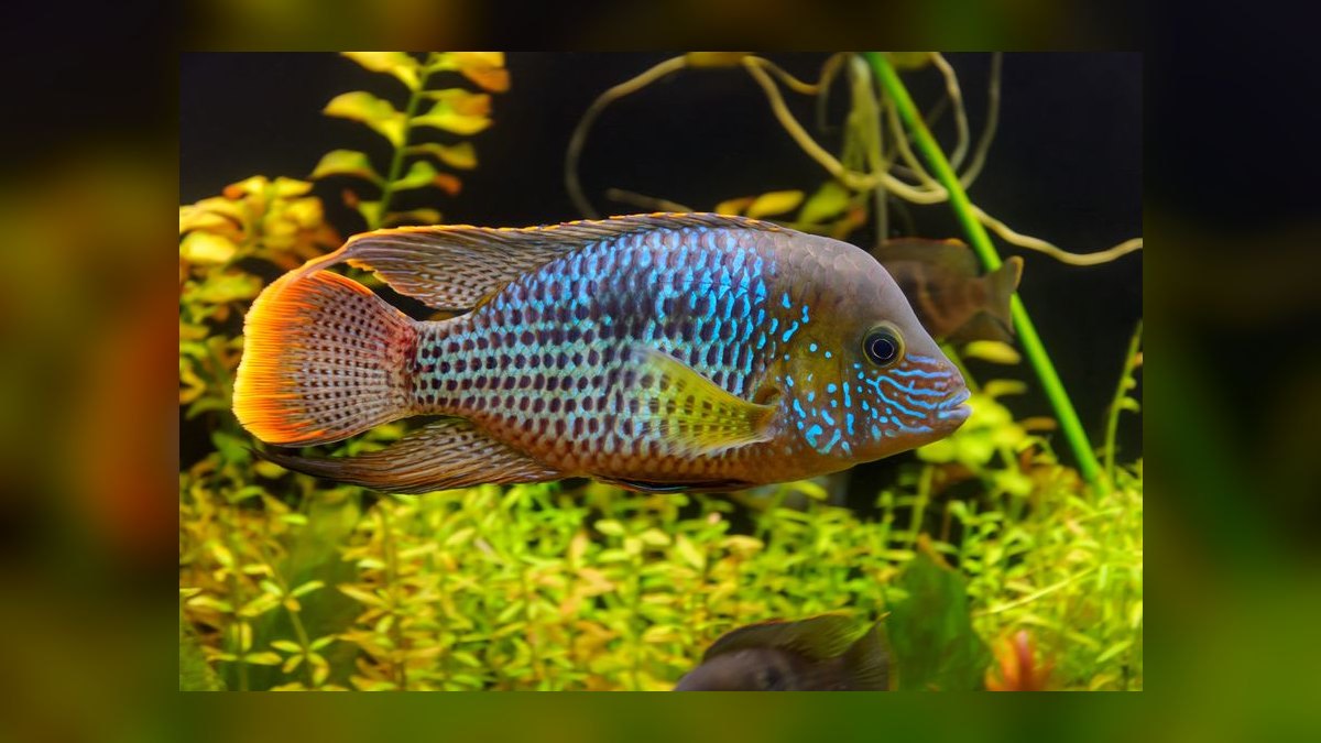 Top 10 Red Devil Cichlid Aggressive Fish 2027 — figure 5