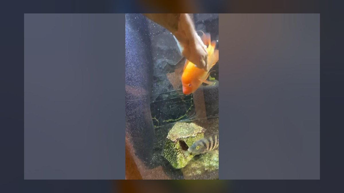 Top 10 Red Devil Cichlid Aggressive Fish 2027 — figure 6