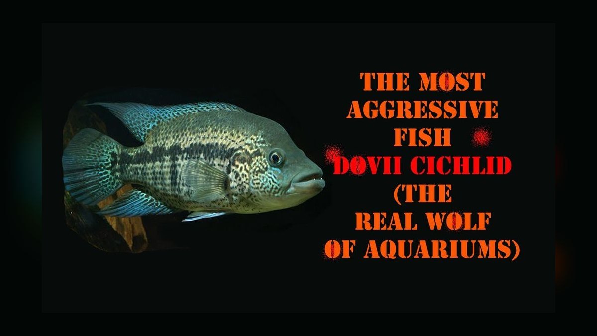 Top 10 Red Devil Cichlid Aggressive Fish 2027 — figure 7