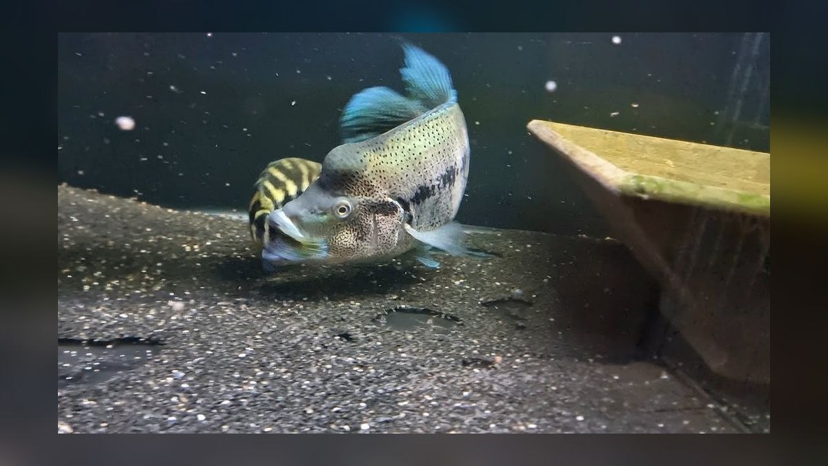 Top 10 Red Devil Cichlid Aggressive Fish 2027 — figure 8