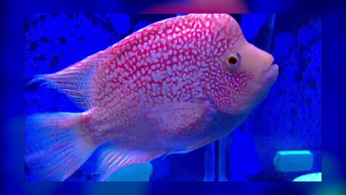 Top 10 Midas Cichlid Large Cichlids 2027 — figure 7