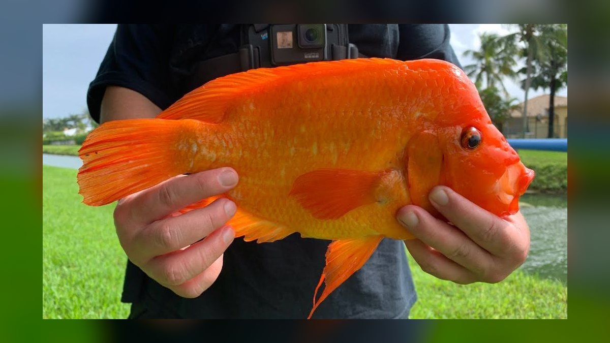 Top 10 Midas Cichlid Large Cichlids 2027