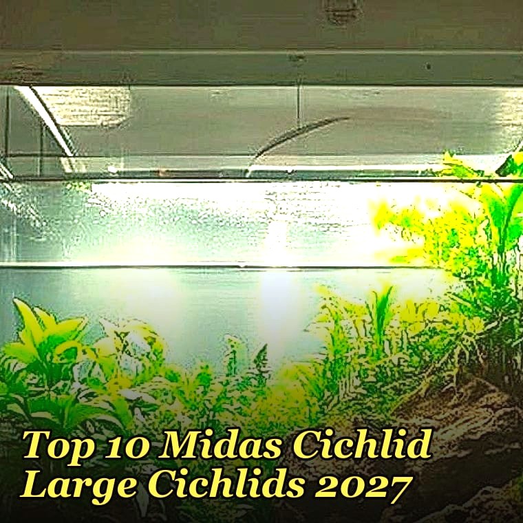 Top 10 Midas Cichlid Large Cichlids 2027