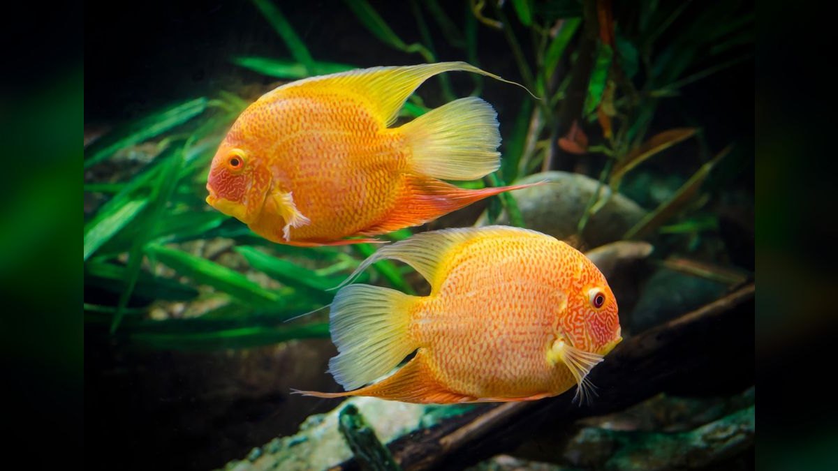 Top 10 Uaru Cichlid Herbivore Cichlids 2027 — figure 1