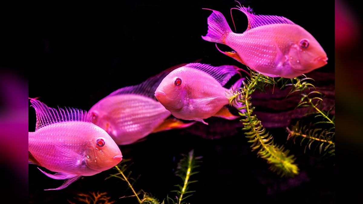 Top 10 Uaru Cichlid Herbivore Cichlids 2027 — figure 2