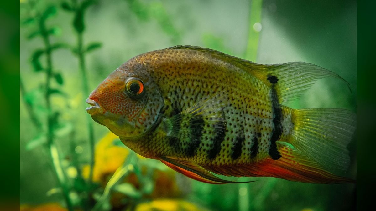 Top 10 Uaru Cichlid Herbivore Cichlids 2027 — figure 4