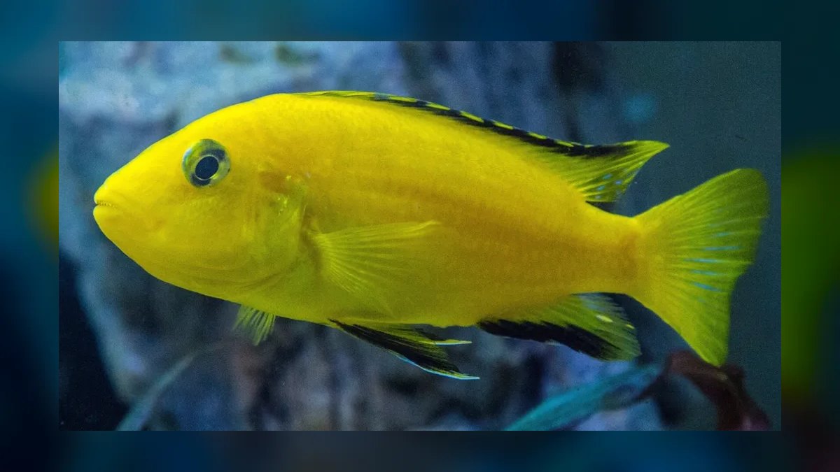 Top 10 Uaru Cichlid Herbivore Cichlids 2027 — figure 7