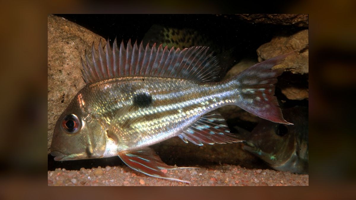 Top 10 Uaru Cichlid Herbivore Cichlids 2027 — figure 8