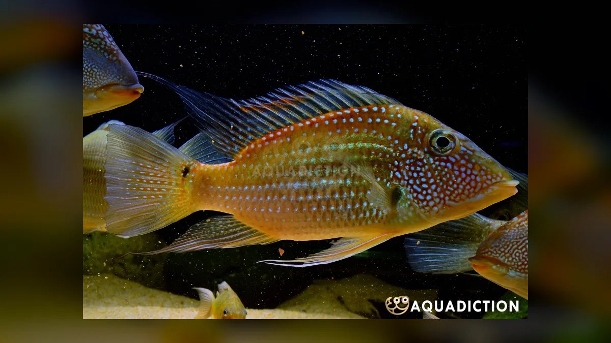 Top 10 Uaru Cichlid Herbivore Cichlids 2027 — figure 9