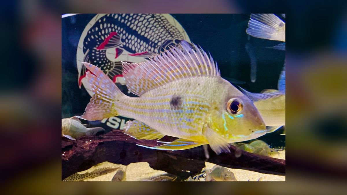 Top 10 Geophagus Eartheater Cichlids 2027 — figure 1