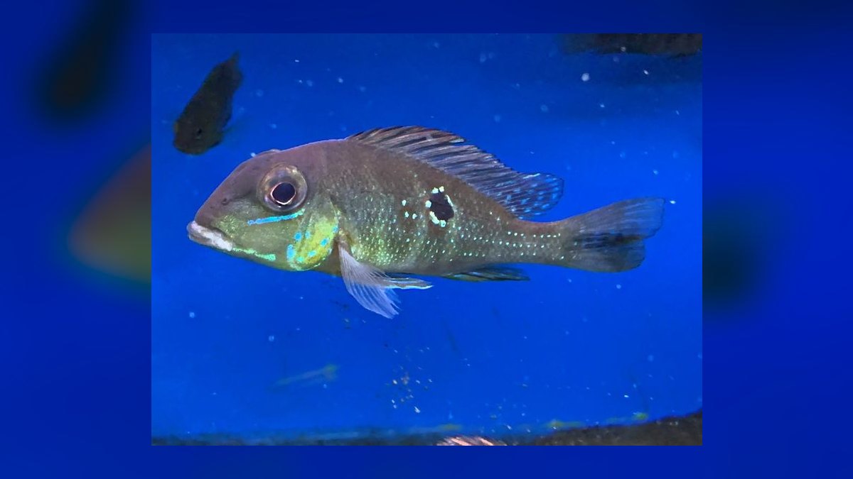 Top 10 Geophagus Eartheater Cichlids 2027 — figure 10