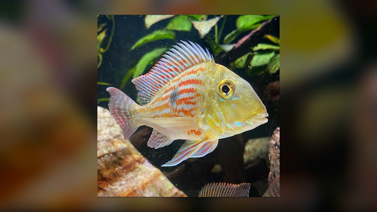 Top 10 Geophagus Eartheater Cichlids 2027 — figure 2