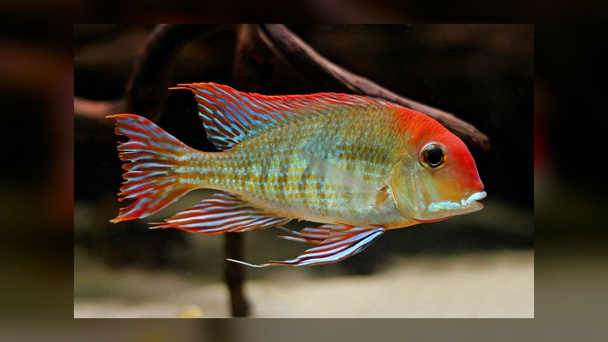 Top 10 Geophagus Eartheater Cichlids 2027 — figure 3
