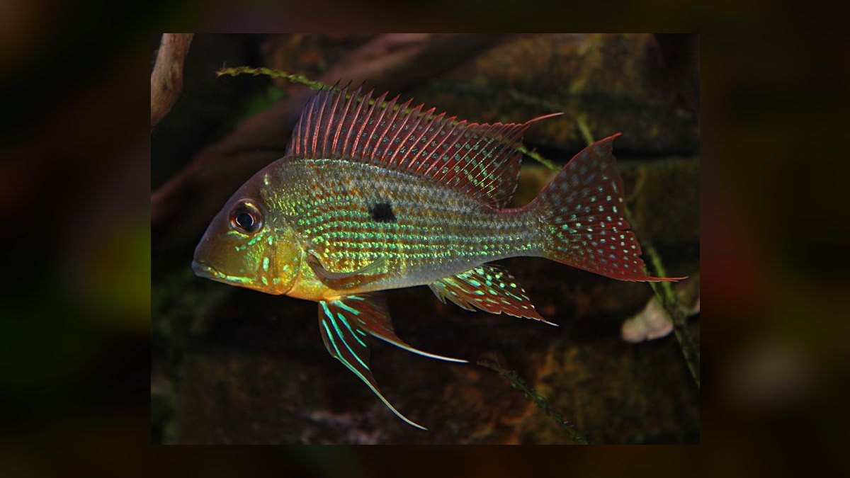 Top 10 Geophagus Eartheater Cichlids 2027 — figure 5