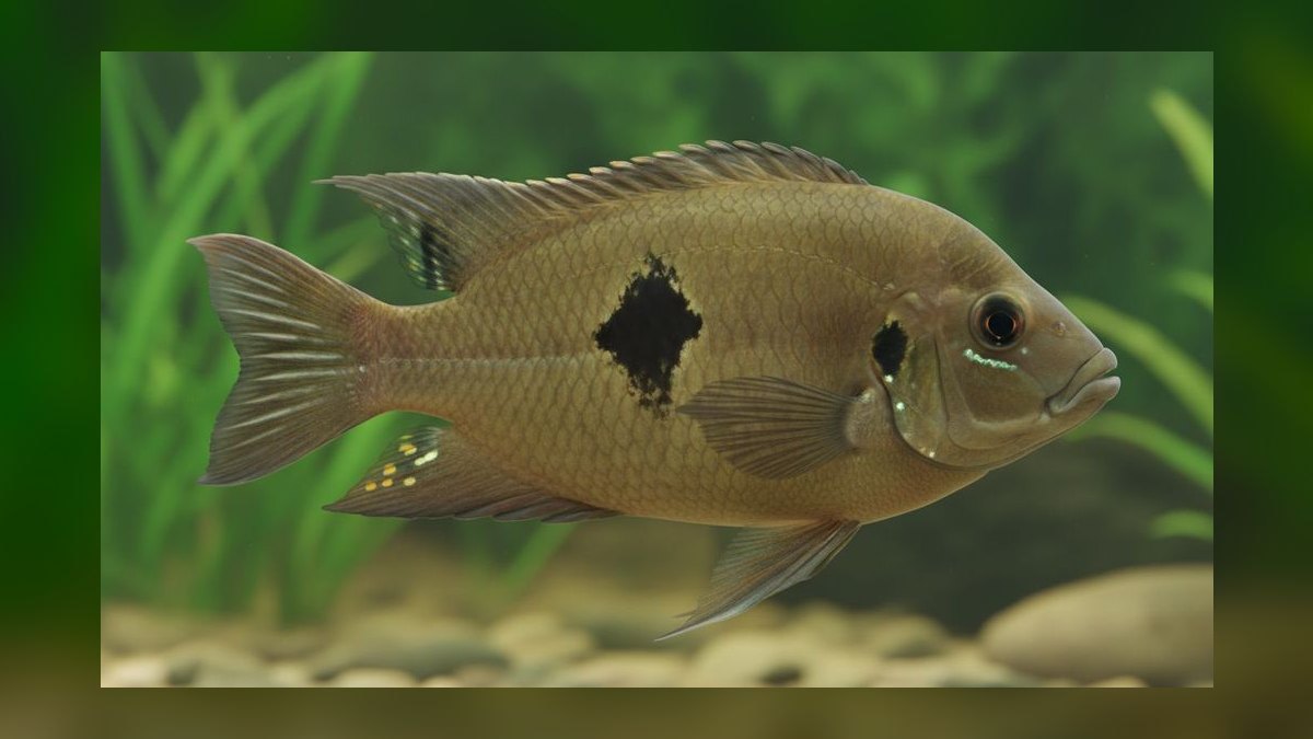 Top 10 Geophagus Eartheater Cichlids 2027 — figure 7
