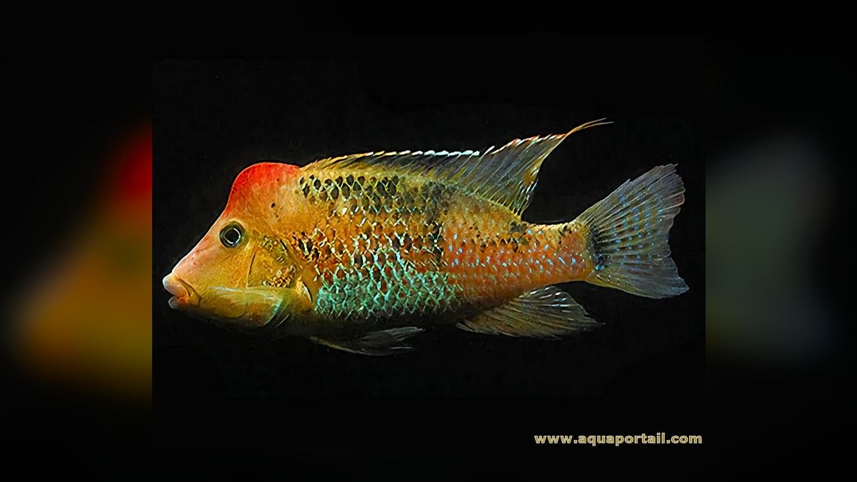 Top 10 Geophagus Eartheater Cichlids 2027 — figure 8
