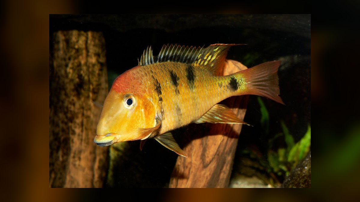Top 10 Geophagus Eartheater Cichlids 2027 — figure 9