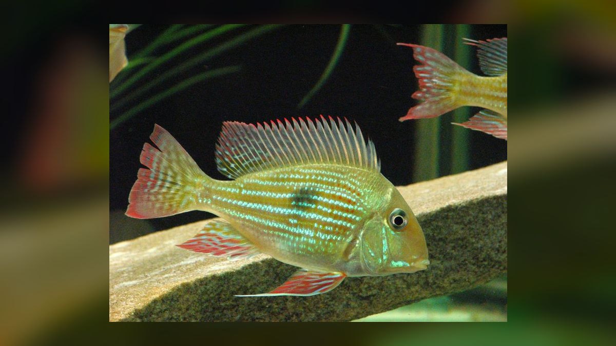Top 10 Geophagus Eartheater Cichlids 2027