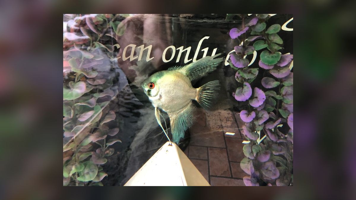 Top 10 Rainbow Shark Semi-Aggressive Fish 2027 — figure 8