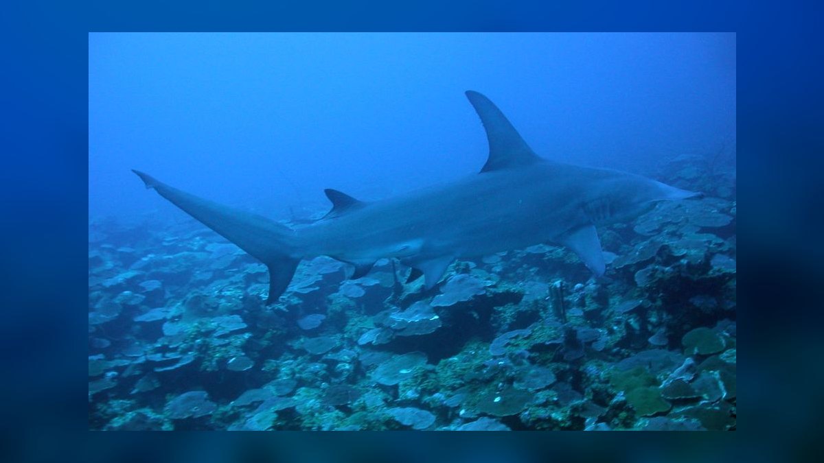 Top 10 Rainbow Shark Semi-Aggressive Fish 2027