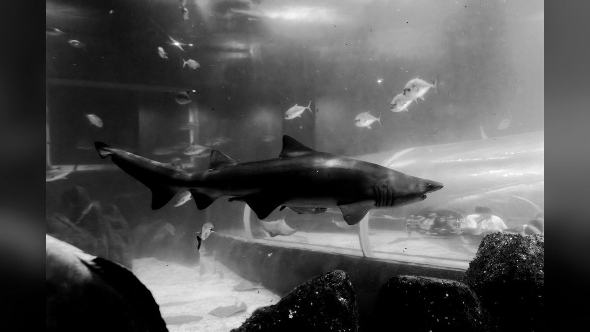 Top 10 Red Tail Black Shark Center Fish 2027 — figure 1