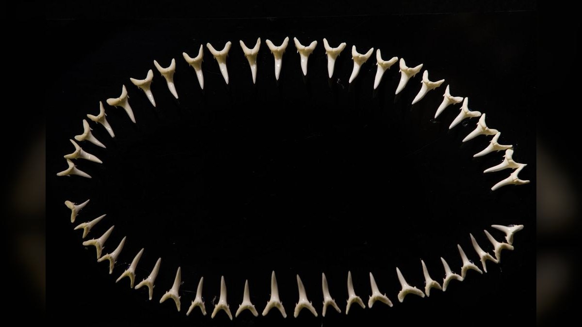 Top 10 Red Tail Black Shark Center Fish 2027 — figure 2