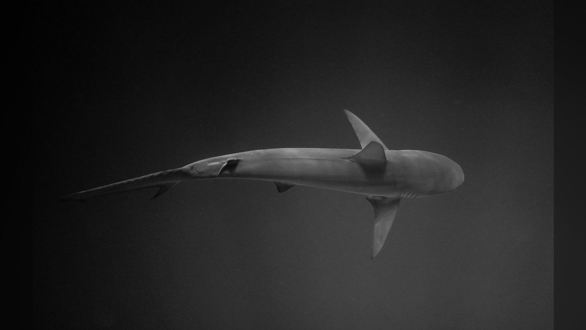 Top 10 Red Tail Black Shark Center Fish 2027 — figure 3