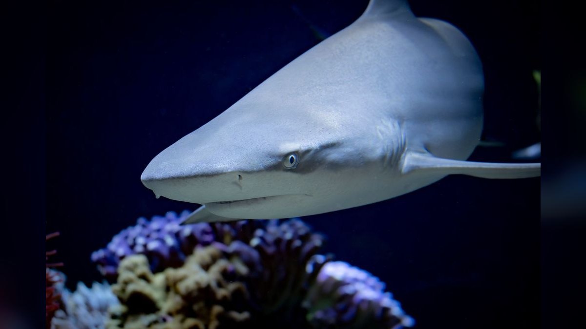 Top 10 Red Tail Black Shark Center Fish 2027 — figure 6