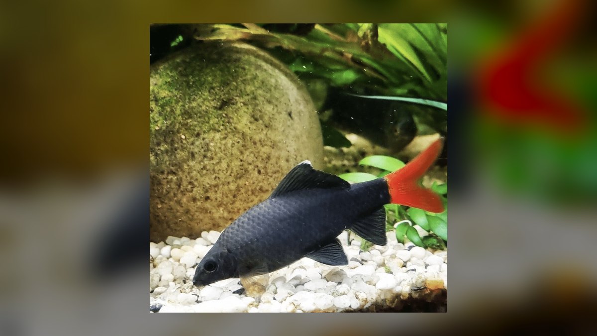Top 10 Red Tail Black Shark Center Fish 2027 — figure 7