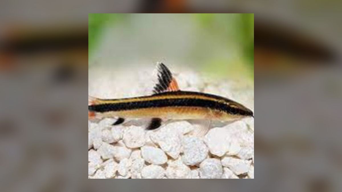 Top 10 Flying Fox Algae Eaters 2027 — figure 10