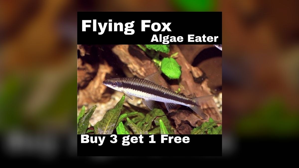 Top 10 Flying Fox Algae Eaters 2027 — figure 5