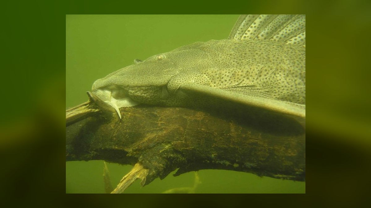Top 10 Siamese Algae Eater Species 2027 — figure 10