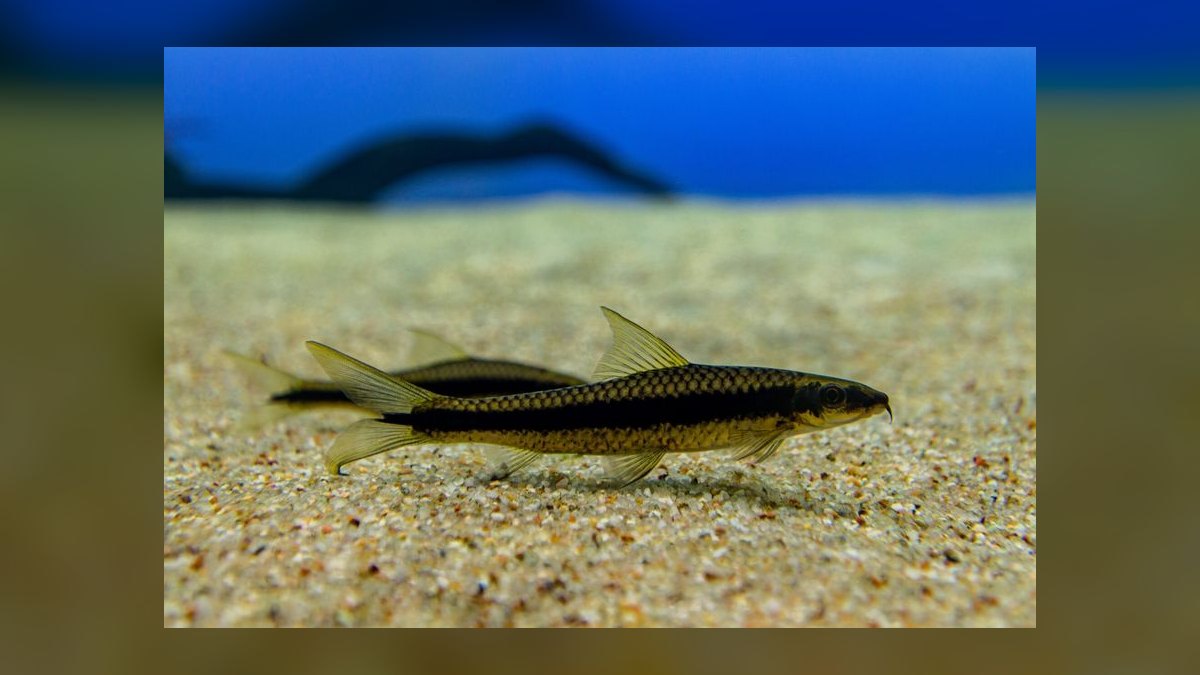 Top 10 Siamese Algae Eater Species 2027 — figure 7