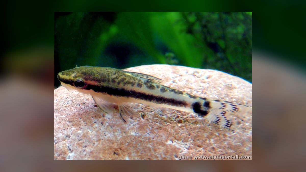 Top 10 Siamese Algae Eater Species 2027 — figure 8