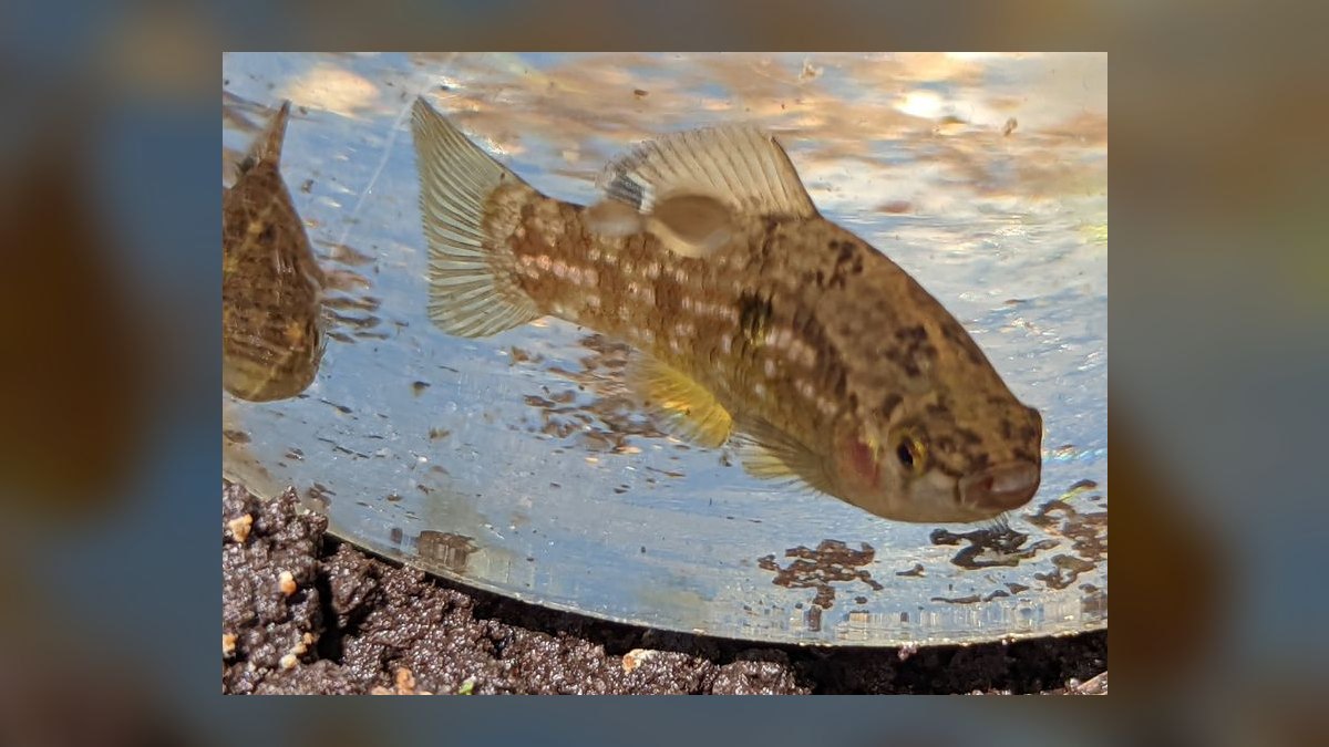 Top 10 Chinese Algae Eater Alternatives 2027 — figure 7