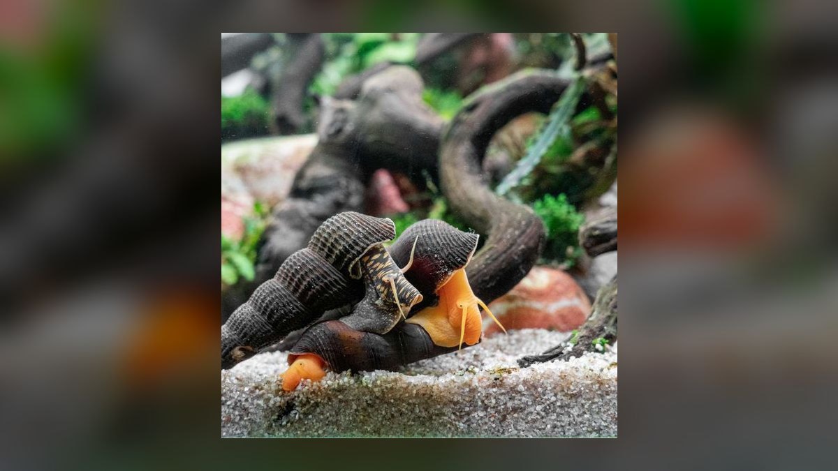 Top 10 Chinese Algae Eater Alternatives 2027 — figure 9