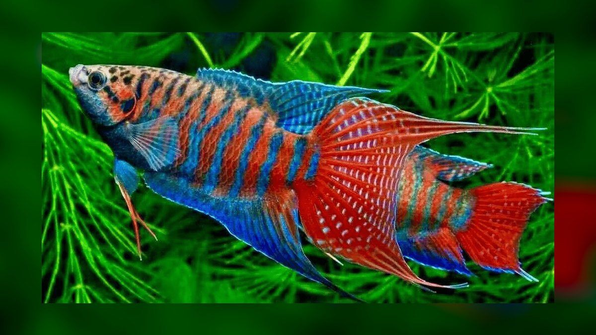Top 10 Paradise Fish Hardy Labyrinth Fish 2027