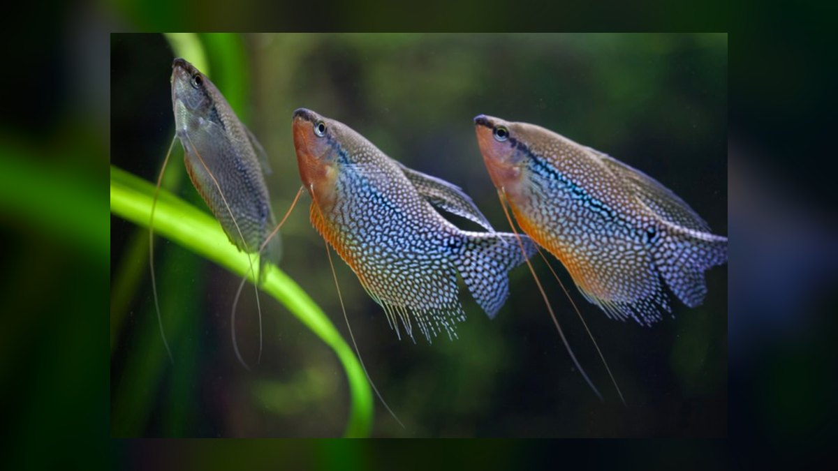 Top 10 Pearl Gourami Peaceful Gouramis 2027 — figure 7